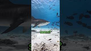 Are Sharks Actually Dangerous? 😳