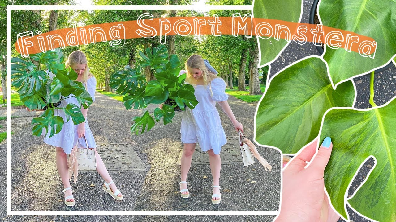 How I Found All My Sport Monstera & How to go Sport Hunting!