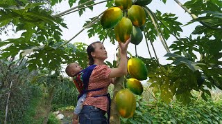 single mother-Harvesting Ripe Papaya Fruit Goes -cowpeas and bring them to the village to sell