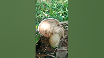 Thumbnail of wild mushrooms,jungle mushrooms,wood fungus #reggae #music #song #summer
