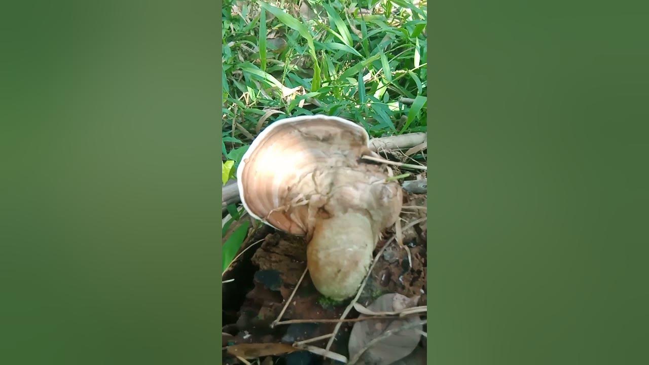 wild mushrooms,jungle mushrooms,wood fungus #reggae #music #song #summer