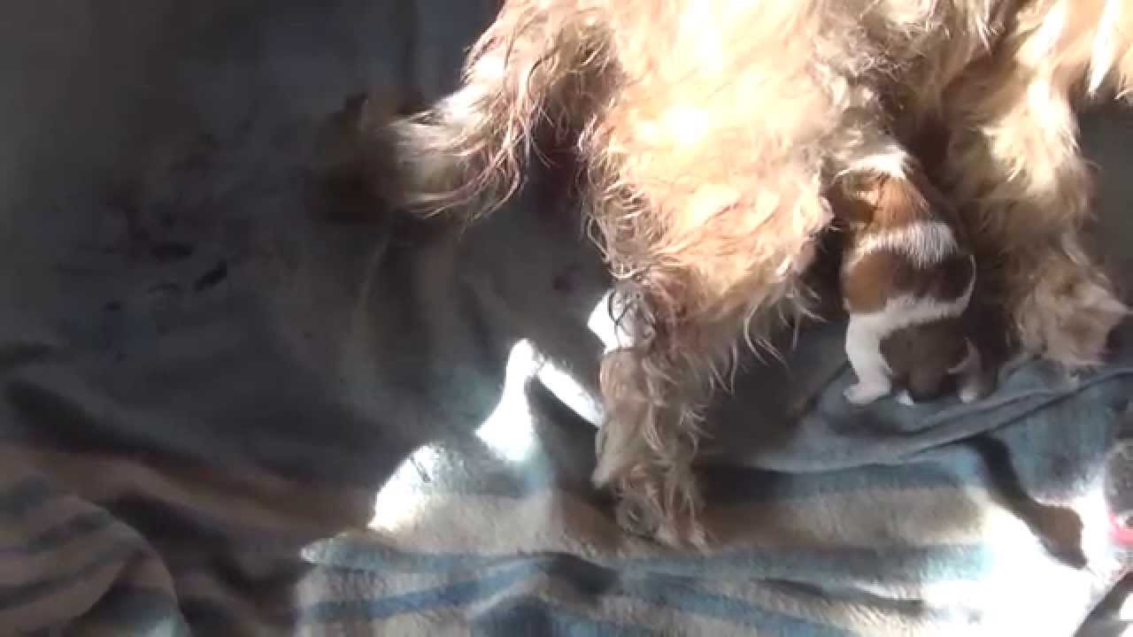 Perrita Shih Tzu Tiene 4 Cachorritos