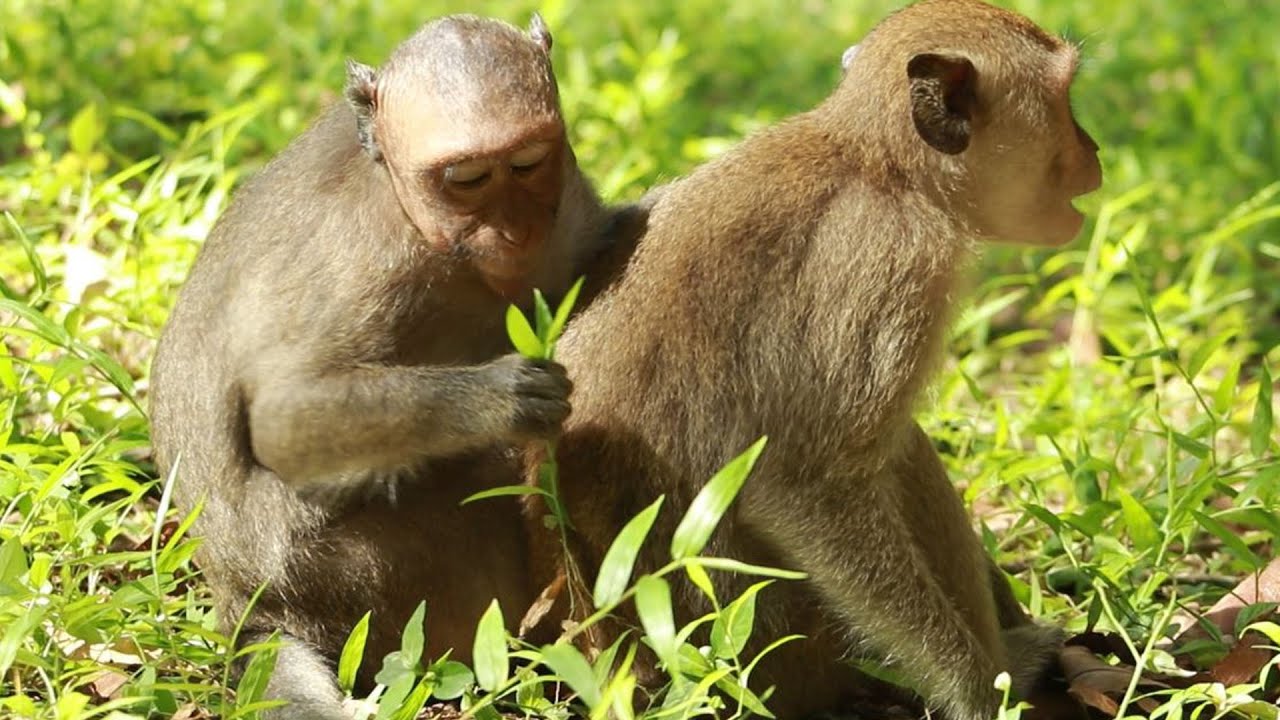 Monkey Dakota And Monkey Jinx on August 26,2022,GMaz..649..Ambe YouTube