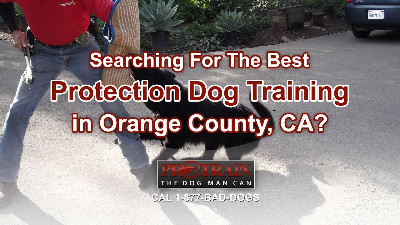 Protection Dog Training in Orange County, CA YouTube