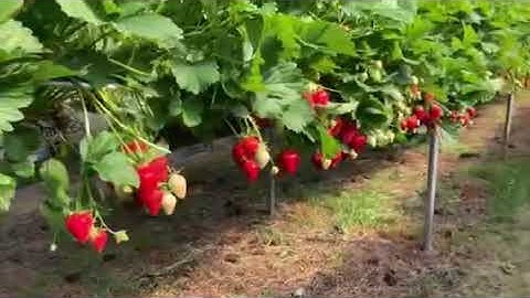 Strawberry gutters tabletops and polytunnels