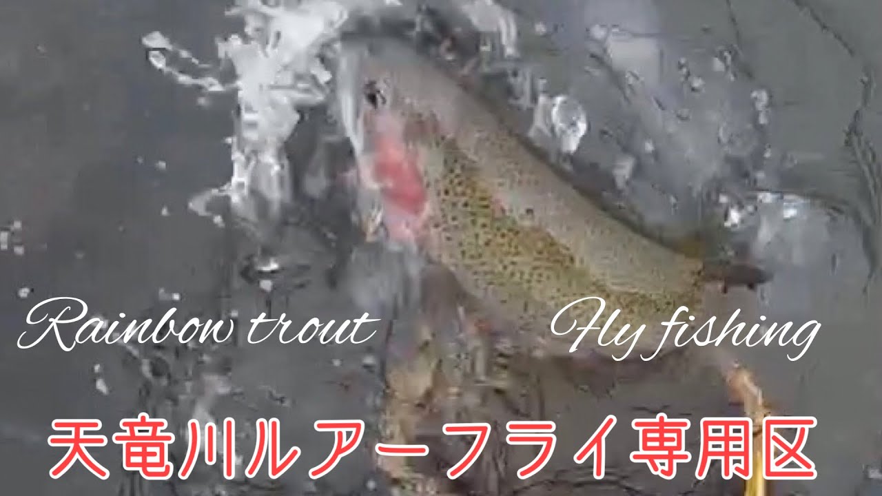 天竜川ルアーフライ専用区　Rainbow trout Fly fishing
