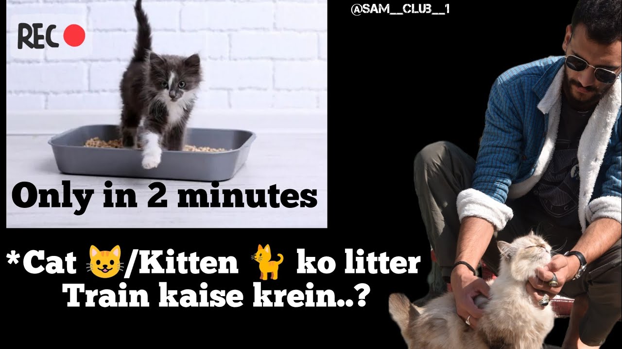 Kitten Ko Litter Train Kaise Krein How To Litter Train A Kitten kitten-ko-litter-train-kaise-krein-how-to-litter-train-a-kitten