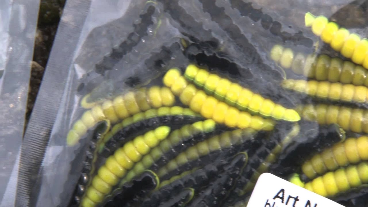 Larva Quantum B Maggot 44 3211001