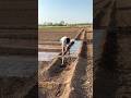 Border Irrigation Method: An efficient Surface Irrigation system irrigating in stripes