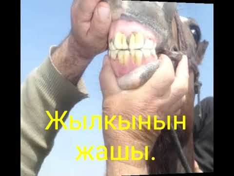 Video: Жылдыздардын жашын кантип аныктайбыз?