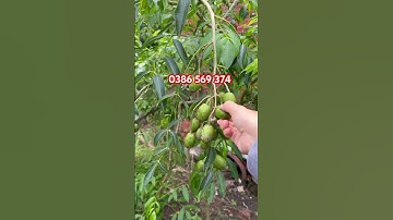 Cây Cóc Thái trái quanh năm | 0386569374 - Ngọc Ngân Bến Tre | Chuyên cây độc lạ