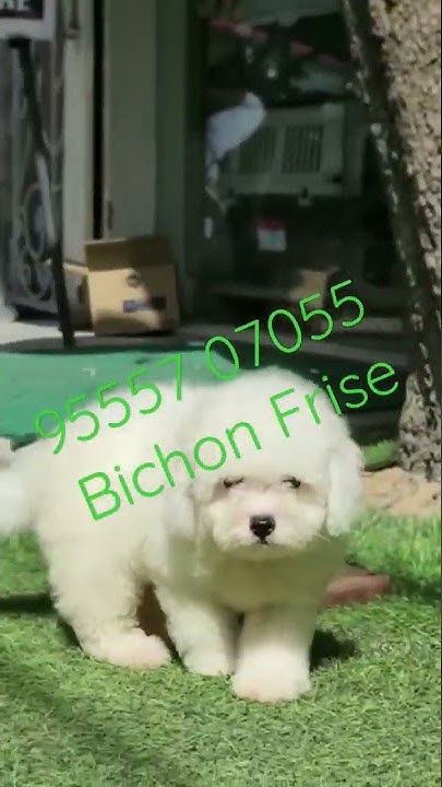 Bichon frise for sale new jersey