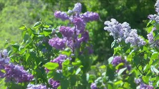 Rochester Lilac Festival: What to expect on Day 4