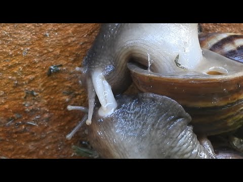 วีดีโอ: หอยทากผสมพันธุ์อย่างไร