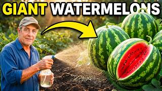 Growing Big & Sweet Watermelon At Home is Easy Once You Know This Method.