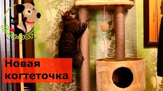 Как приучить кошку к когтеточке? У Сэмыча новый домик