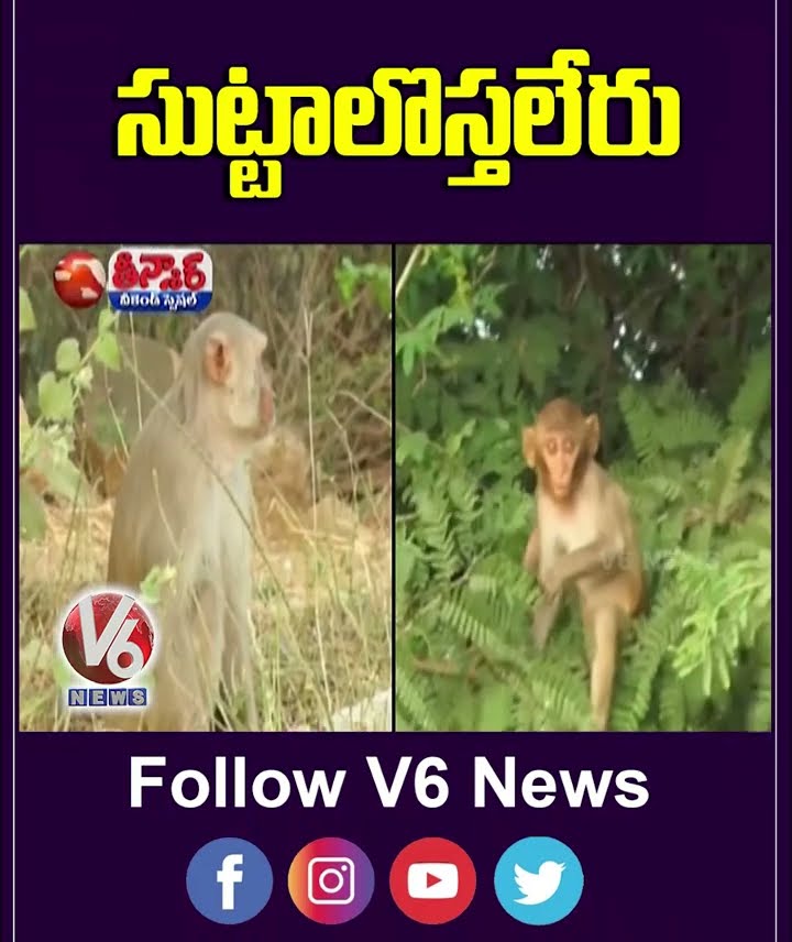 Siberian Migratory Birds Flocks Are Not Coming Due To Monkeys Damage Nests   V6 Teenmaar