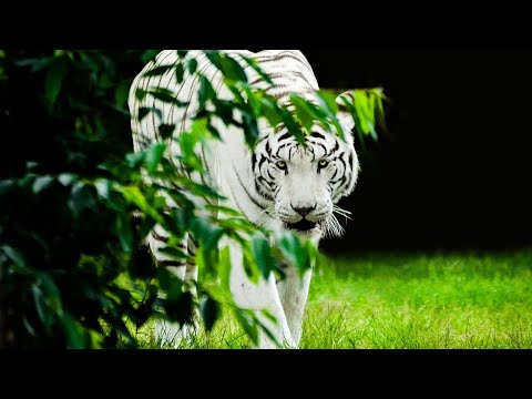 النمر الأبيض أحد أقوى الحيوانات المفترسة التي عانت جدا من الصيد الجائر