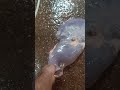كبده عجل من غير مراره هل من قائل سبحان الله