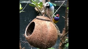 ما تيسر من سورة تبارك - القارئ محمد كمال