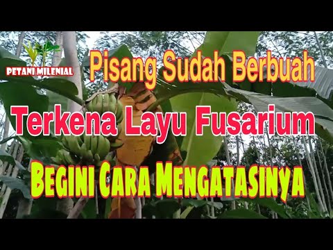 Video: Pohon Pisang Mati Setelah Berbuah – Apakah Pohon Pisang Mati Setelah Panen