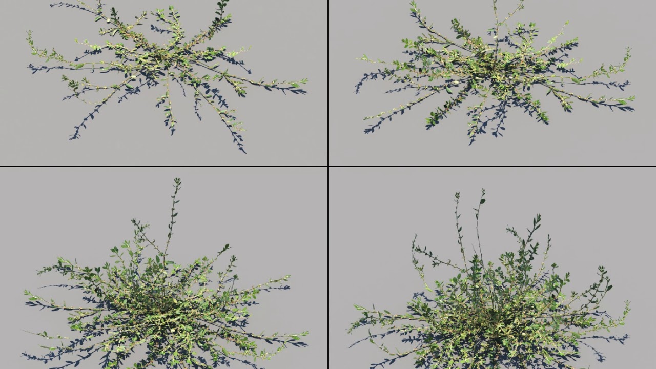 Polygonum Aviculare L