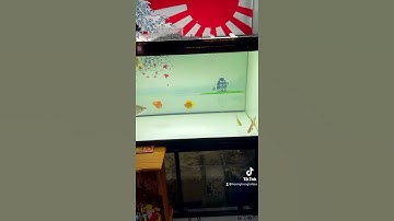 Cách ghép bối và ngân Long abino hoà thuận ko đánh nhau