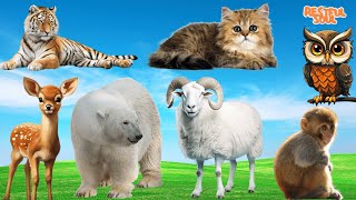 Soothing Animal Videos and Moments: Tiger, Cat, Deer, Bear, Sheep, Monkey  Enjoy Music Relax