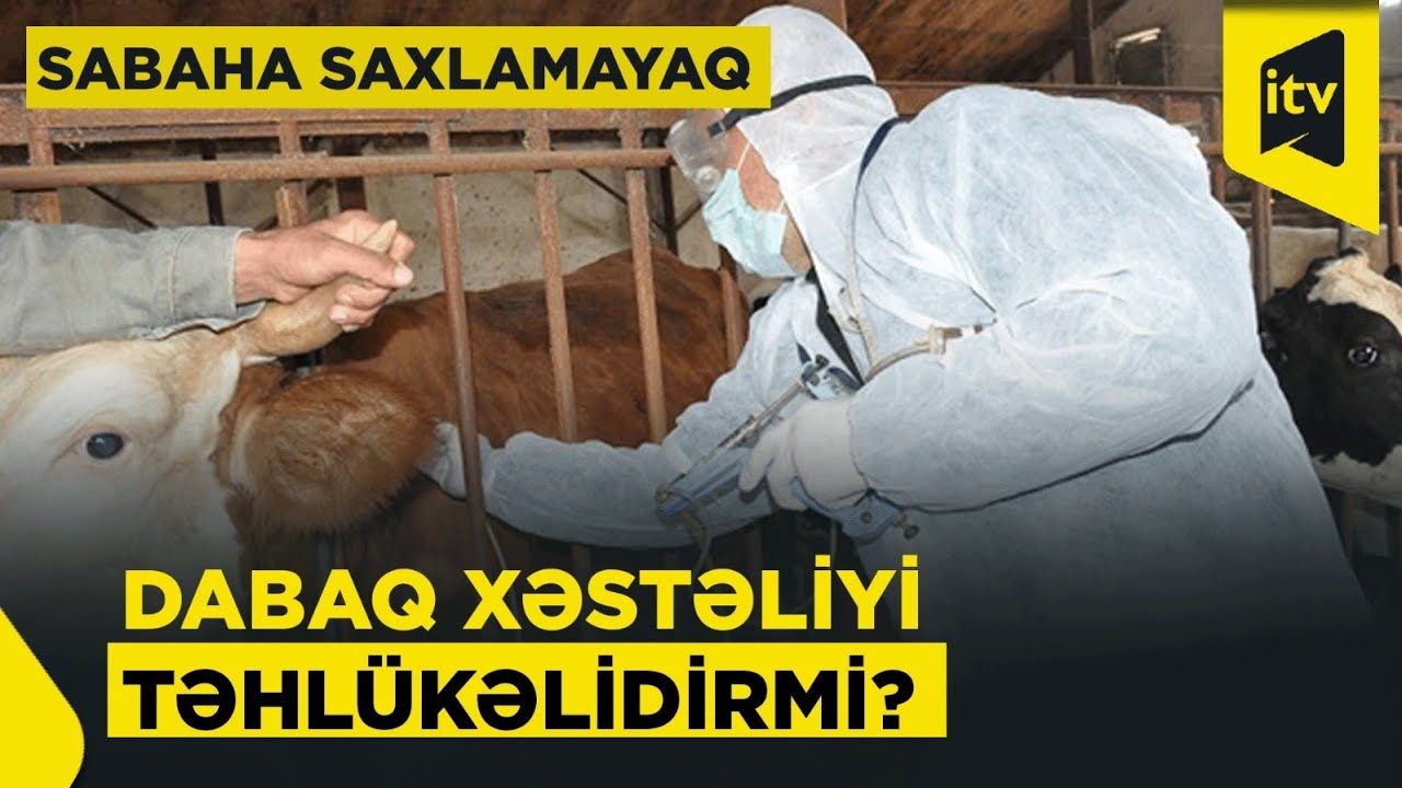 Dabaq təhlükəsi: ət yemək olarmı? | Sabaha saxlamayaq