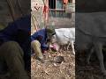 Big Goat Milk Push Viralvideo Milk Animals Goat 