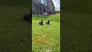 Dobermans on watch -waiting for rabbits to appear #Doberman #DogLife #WatchDogs #dobermans screenshot 1