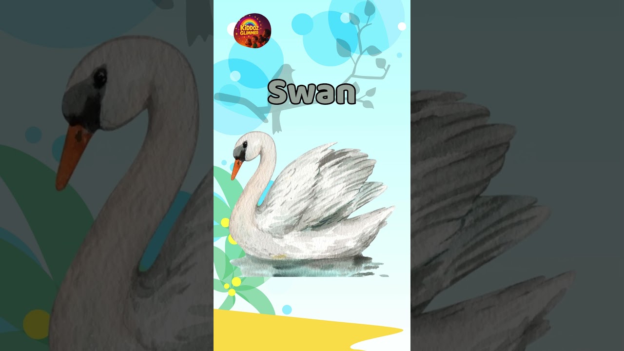 Birds Name for kids | Learn Bird Names  in English | Water Birds Name | 