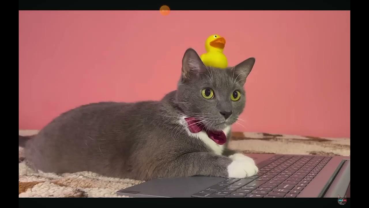 карусель на котинет - YouTube
