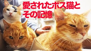 猫たちに愛されたボス猫、その記憶たち Third memorial anniversary of the Bosscat 'ChaBo'