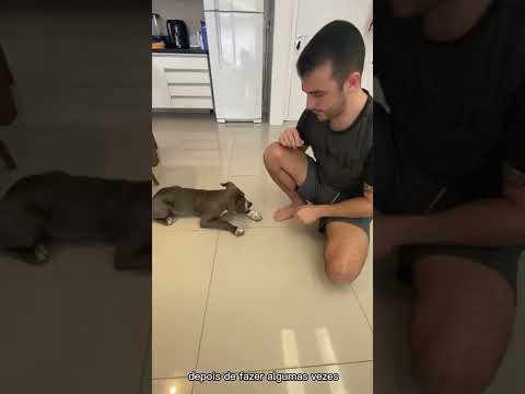 Vídeo: Há um cachorro no novo retrato da família real