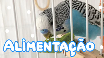 Qual é o alimento do periquito?