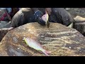 Shankara fish Cutting& Chopping in Kasimedu Fish Market