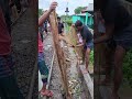 রেল লাইনের পাশে বন্যার পানিতে মাছ ধরা Fish Catching beside rail line #fish