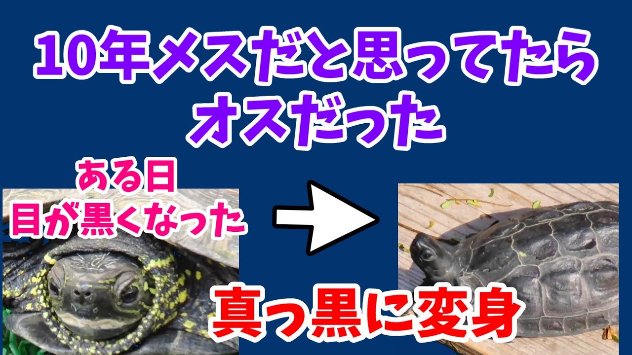 【10年メスと思ったらオス】クサガメの性別区別とオスの黒化（メラニズム）  　性別判定は大きくならないと難しいです　#雌雄　#クサガメ　#飼育