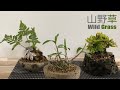 山野草を軽石鉢に植替える.。／Replant wild grass into pumice pots.