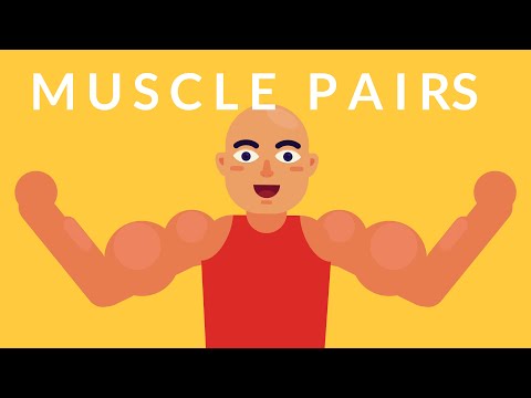 Vídeo: Com funcionen els músculs de manera antagònica?
