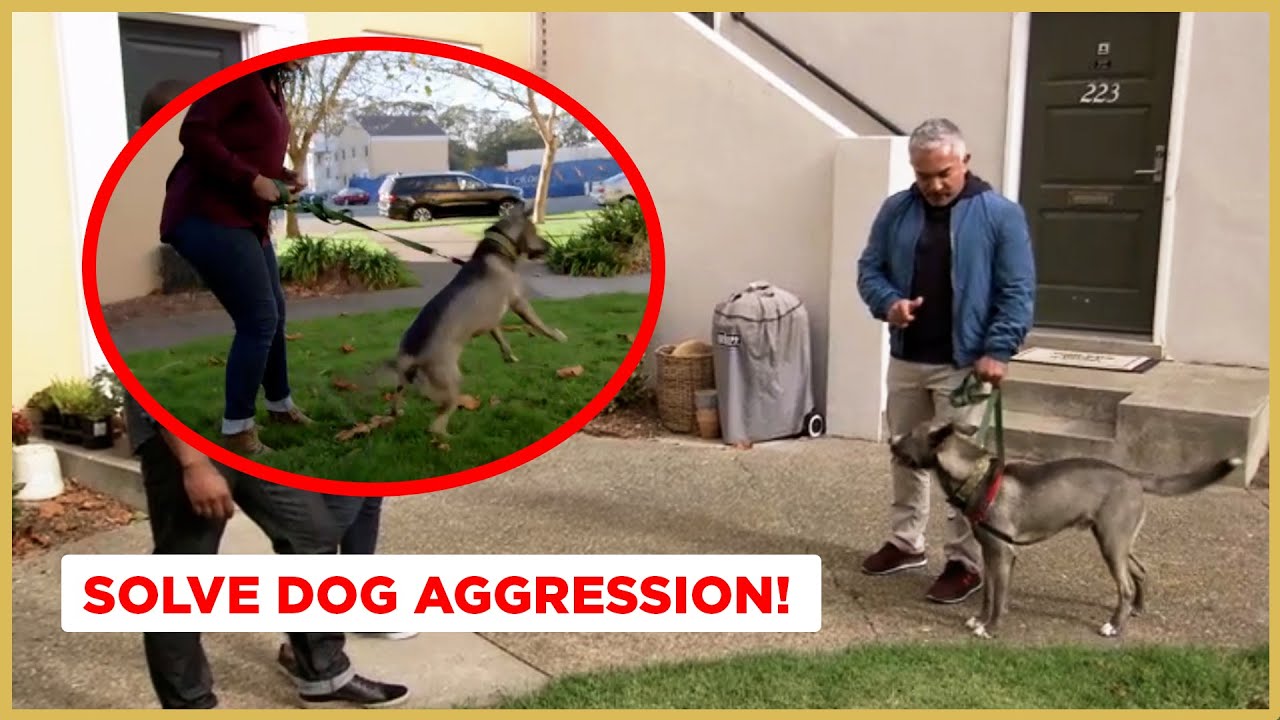 How to Solve Dog Aggression Dog Nation