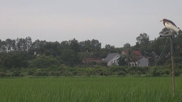 Mùa Cò Mã Tháng 3-2023 tới rồi anh em/ Keo Bẫy Cò loại A1 CHO AE