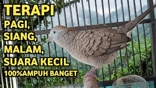 Perkutut Lokal Gacor Suara Super Kristal - Pancingan Malas Bunyi  (99%AMPUH BANGET)