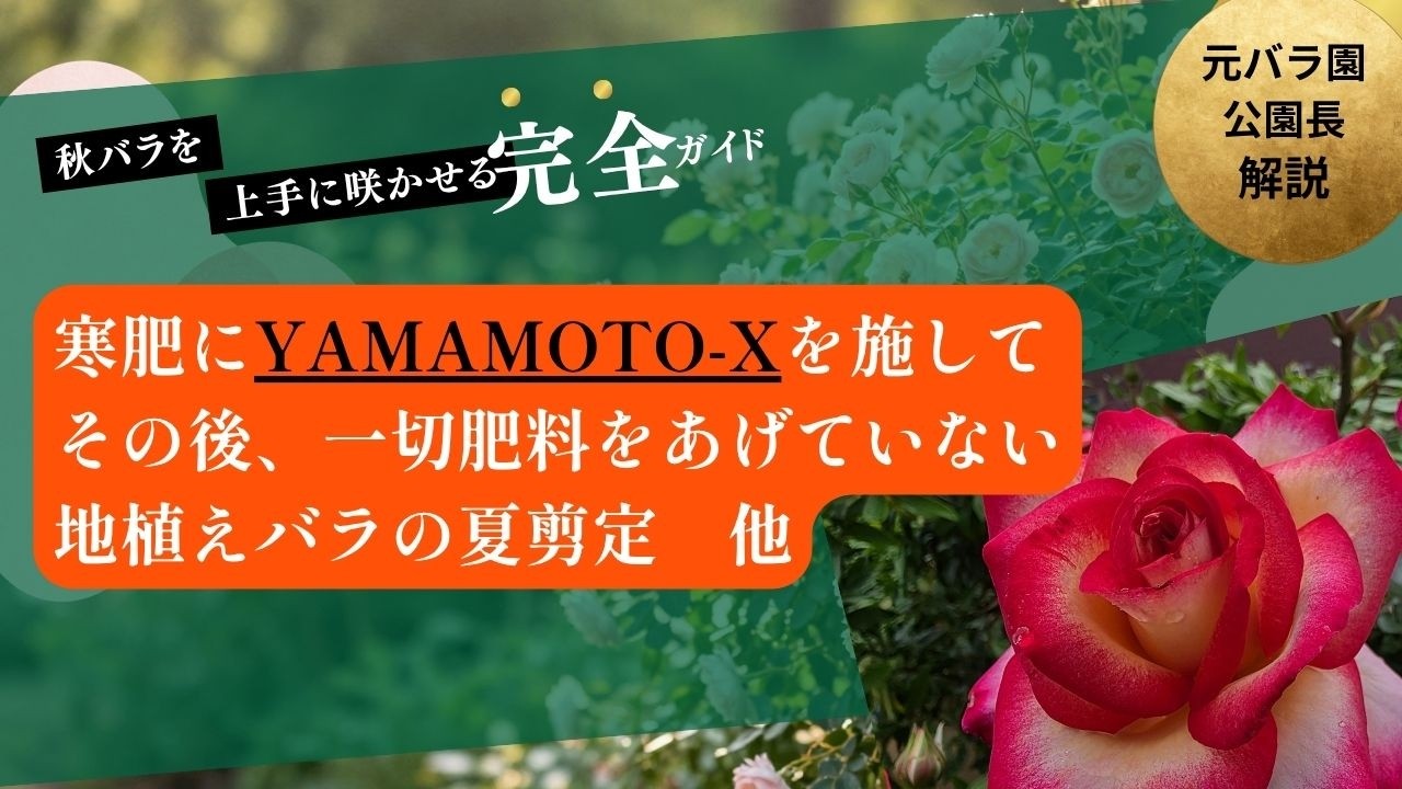 バラ Summer Pruning of Ground-Planted Roses Fertilized with YAMAMOTO-X