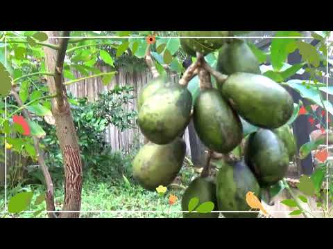 jobos fruit