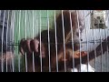 A tiny baby orangutan trapped in a small cage by villagers is rescued by police