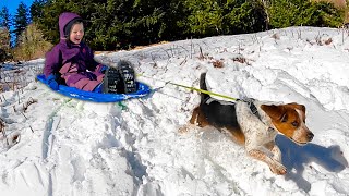 Winter Camping and Sledding With our Beagle Dogs in the Snow