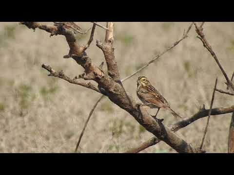 Video: Diel En Seizoensgebonden Variatiepatronen In Het Zanggedrag Van Savannah Sparrows (Passerculus Sandwichensis)