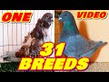 Lets know about 31 pigeon breeds  fancy pigeon breeds collection  colorful fancy pigeon